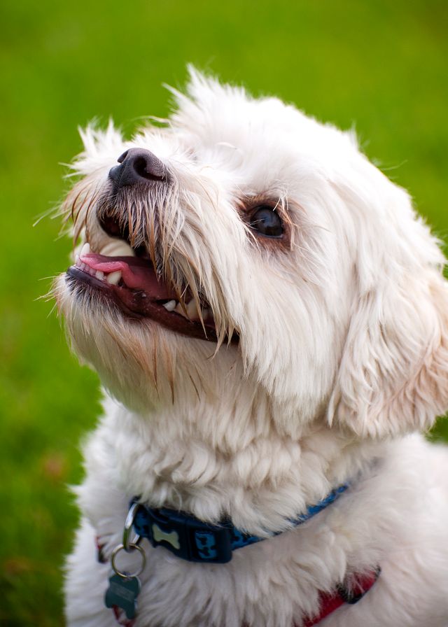 Grateful white dog found his home after adoption.