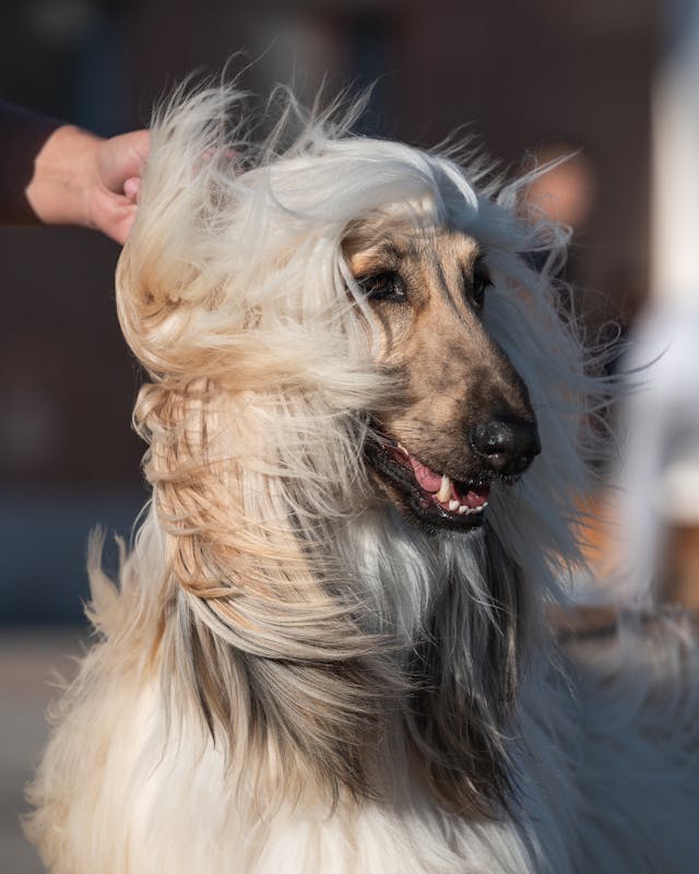 hairy Apghan Hound dog