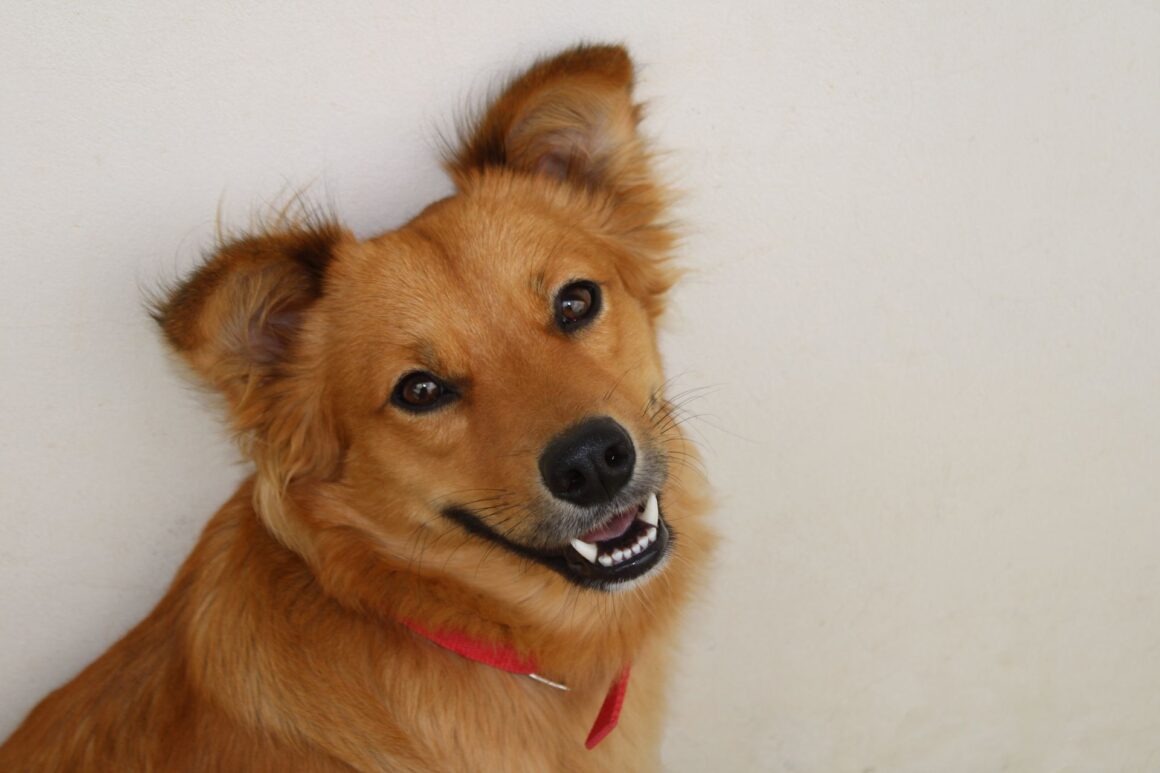 When Is Your Dog Truly Happy?