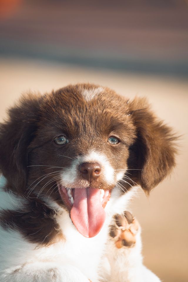 A happy little puppy in your life.