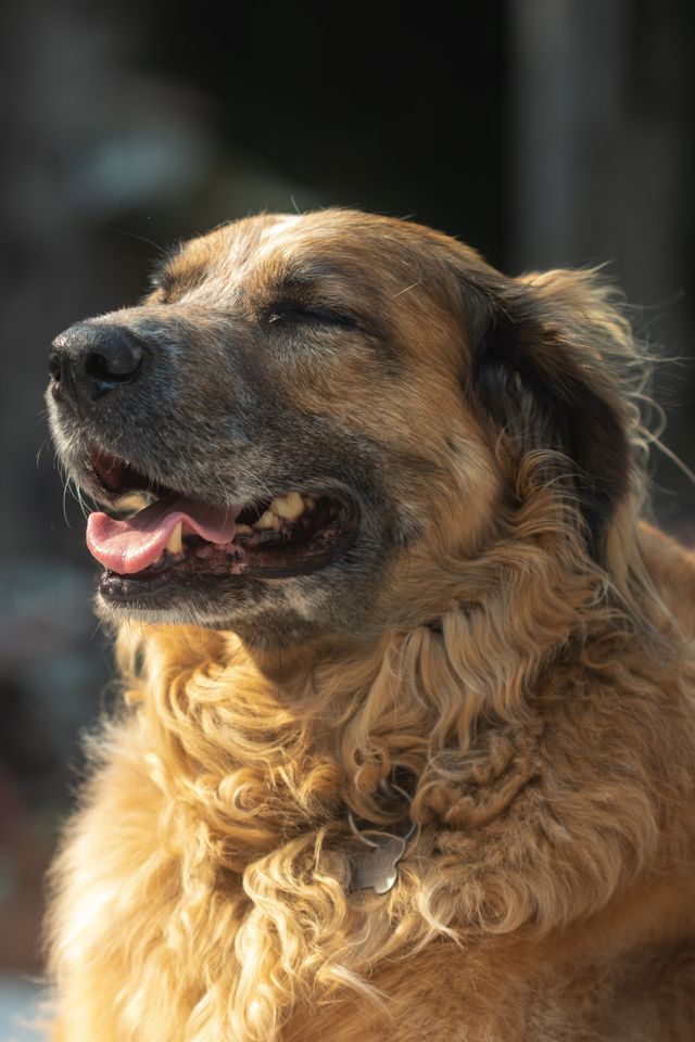 Senior dog enjoying a gentle walk with its new owner.
