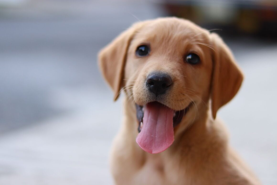 Exercise and Play: How Physical Activity Keeps Your Puppy Healthy