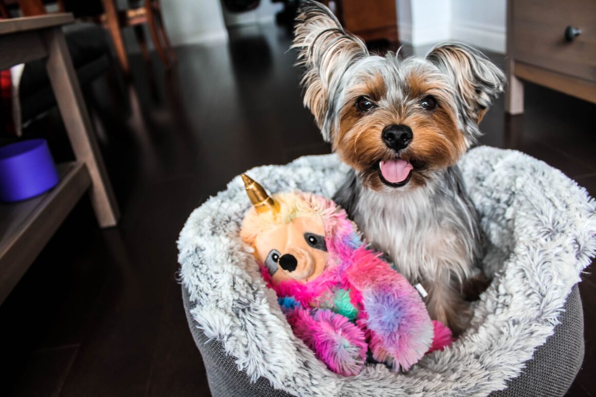 Pamper Your Pooch: The Ultimate Guide to Dog Accessories
