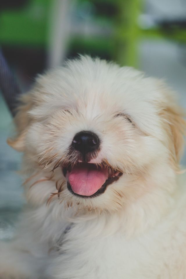 Happy smilling white puppy