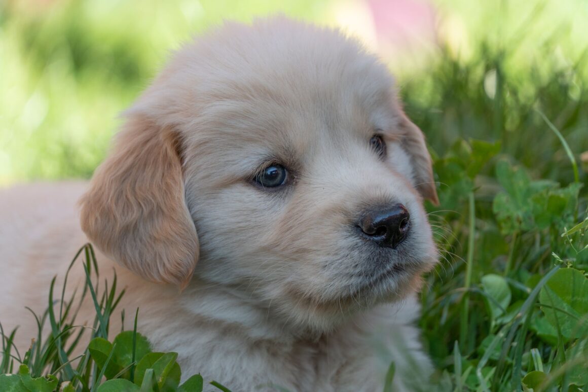 Exploring the World With Your Dog: Simple Dos and Don’ts for Safe Adventures