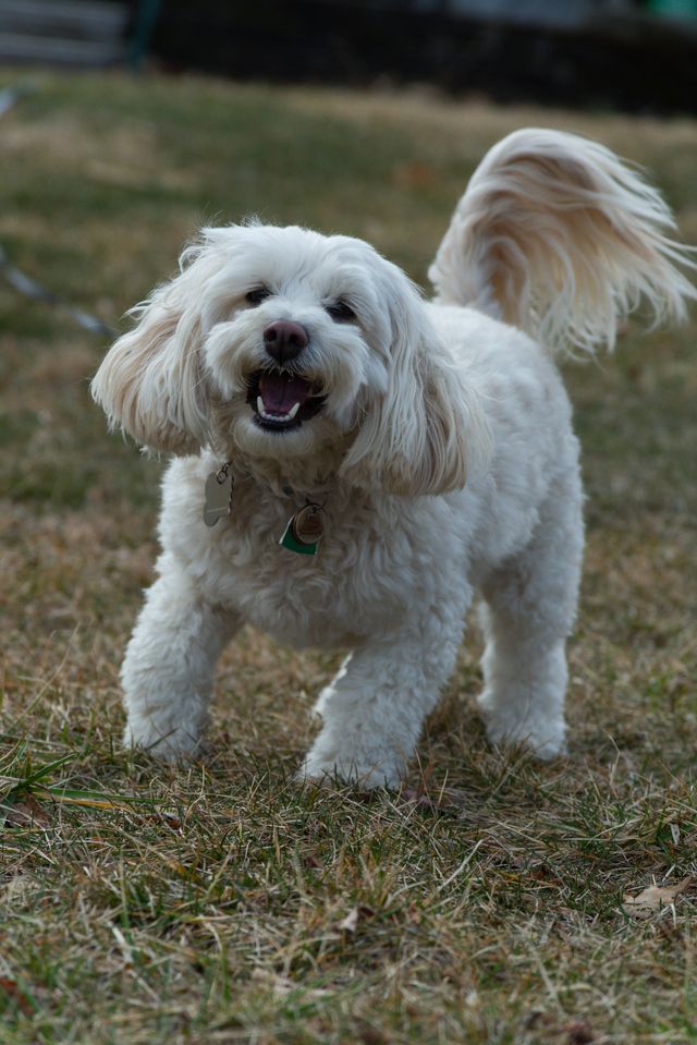 happy white dog a t home after adption-