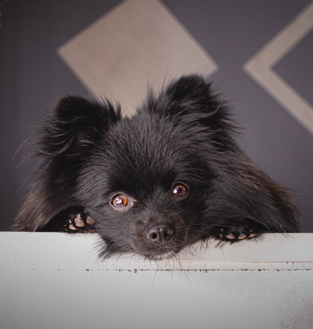 A little black puppy steals laundry and plays.