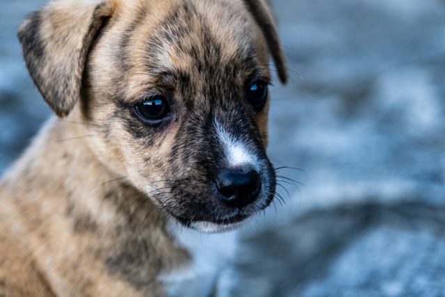 Little brown puppy learning comands.