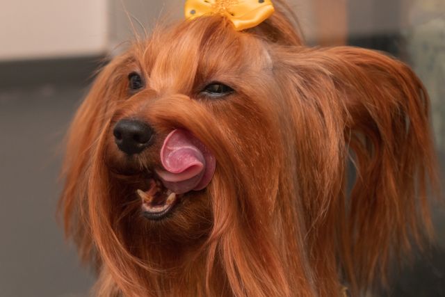 Long-haired puppy