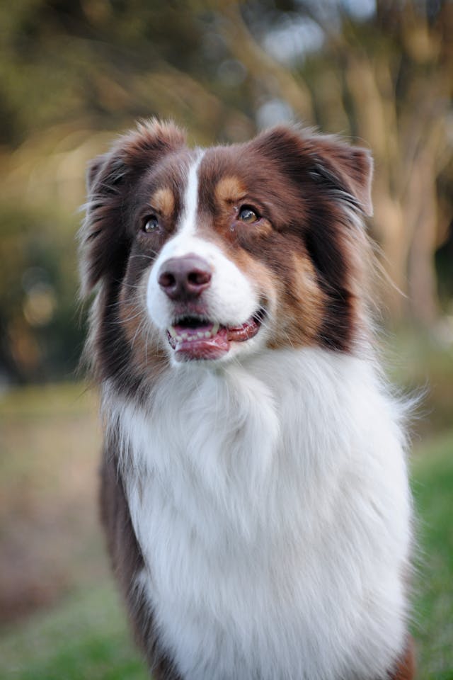 majestic australian sheppherd