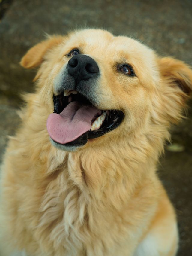 Happy older dog relaxing at home after adoption.