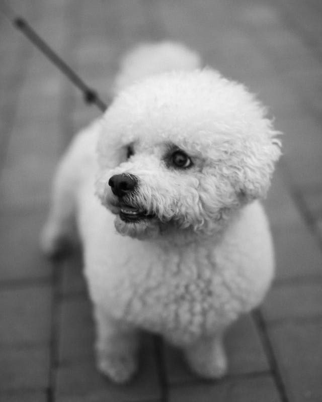 How to Protect Your Dog’s Paws from Hot Pavement (Complete Summer Safety Guide)