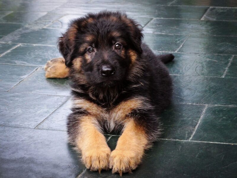 Puppy food in a bowl beside a playful puppy