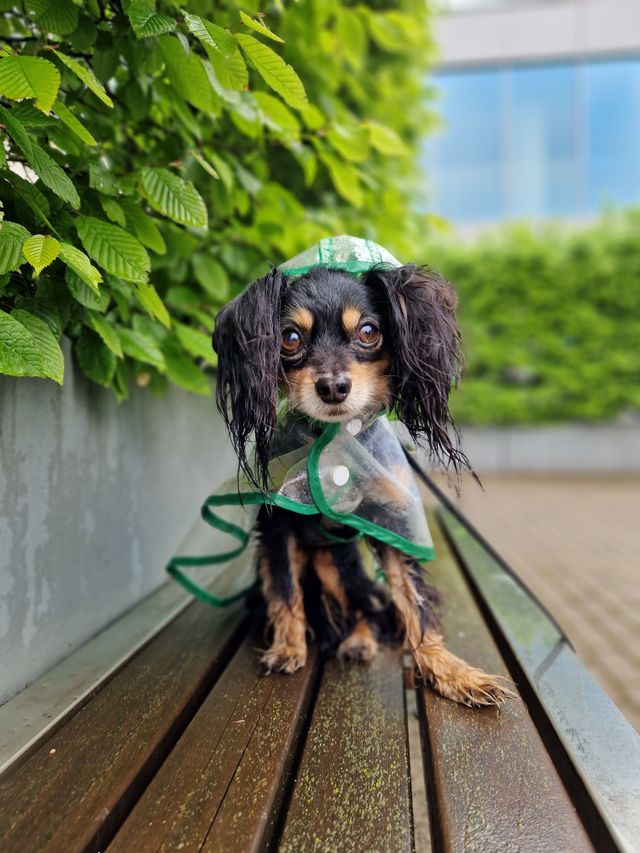Puppy in a raincoat in rainy weather.