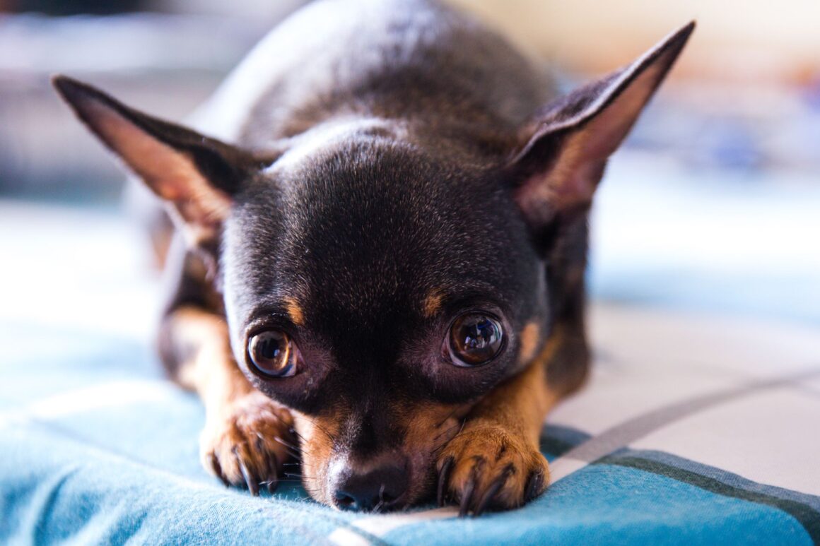What Is Your Dog Afraid Of? Common Fears Every Owner Should Recognize