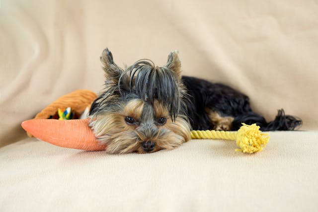 a small puppy play s with a toy