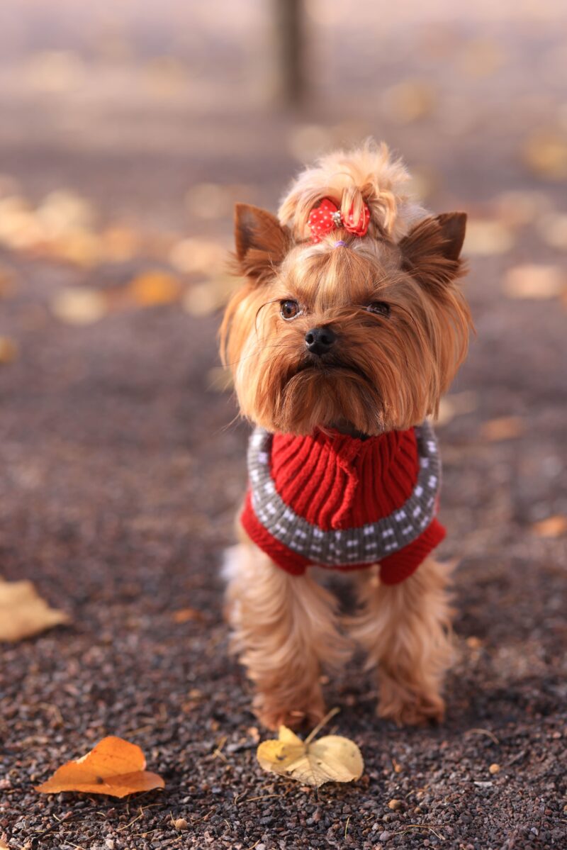 Puppy dressed in nature.