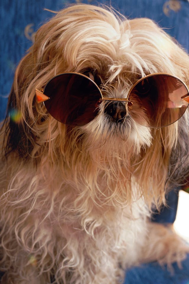 13 Most Beautiful Dog Breeds That Dog Lovers Adore