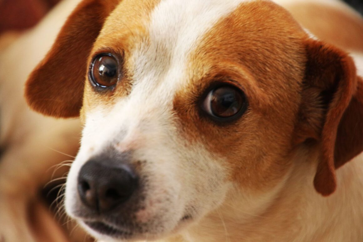 Is Your Puppy Sick? Warning Signs You Should Never Ignore