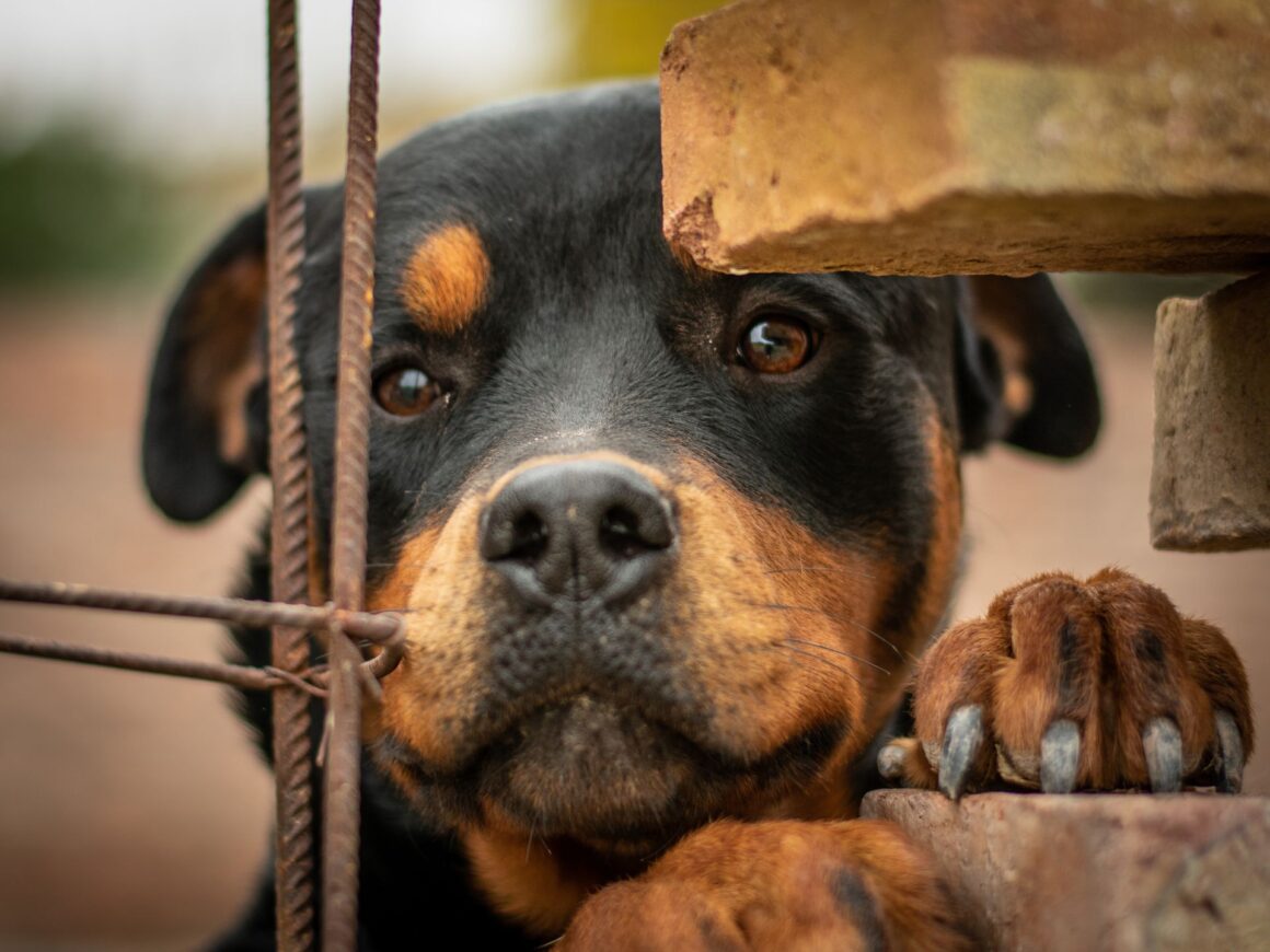 13 Signs Your Dog Is Mad at You (And How to Rebuild Trust)