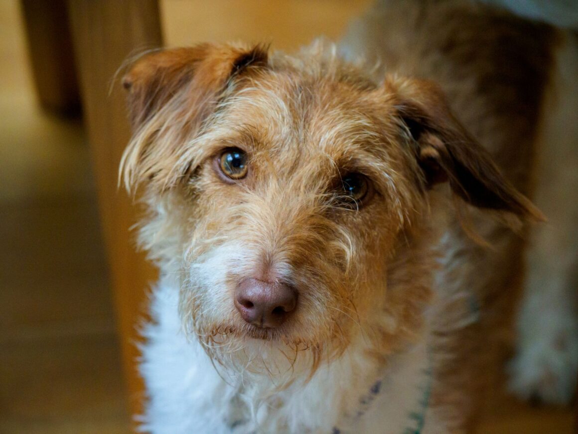 Why Do Some Dogs Hate Getting Their Paws Wet?