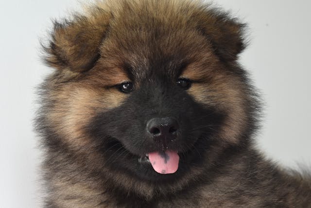 shaggy chow chow puppy
