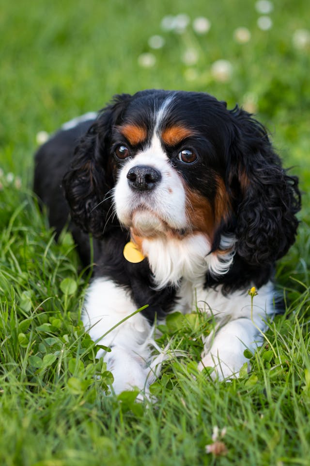 small dog on the grass.