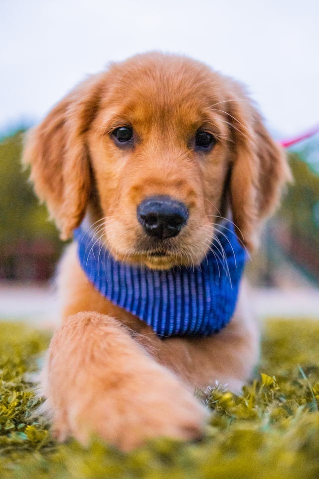 Puppy with a scarf on the grass