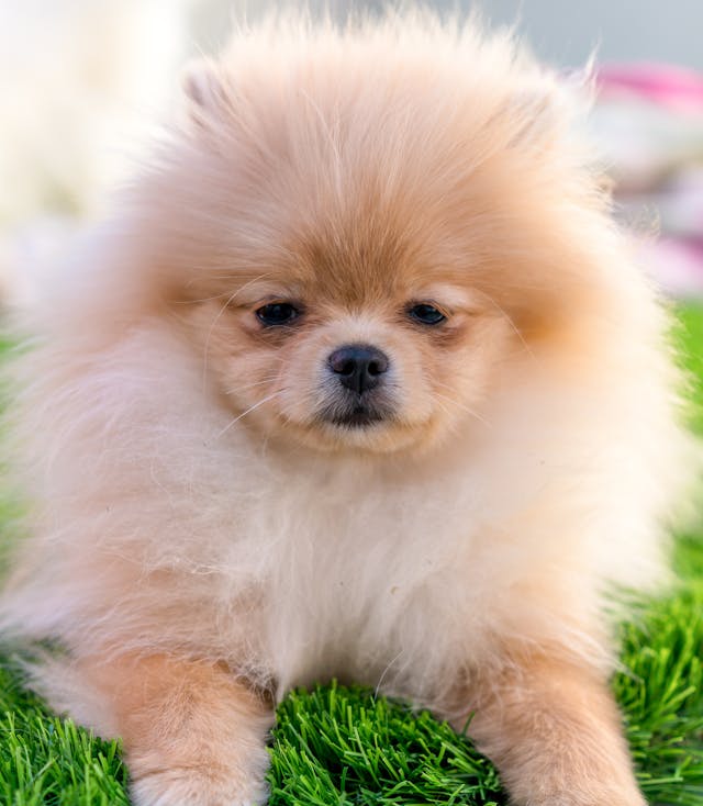 serious puppy on the grass