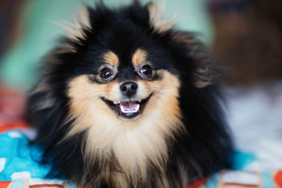 5 Essential Tips For 8-12 Week Old Puppies