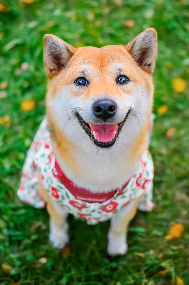 Smilling dressed up shiba inu dog.