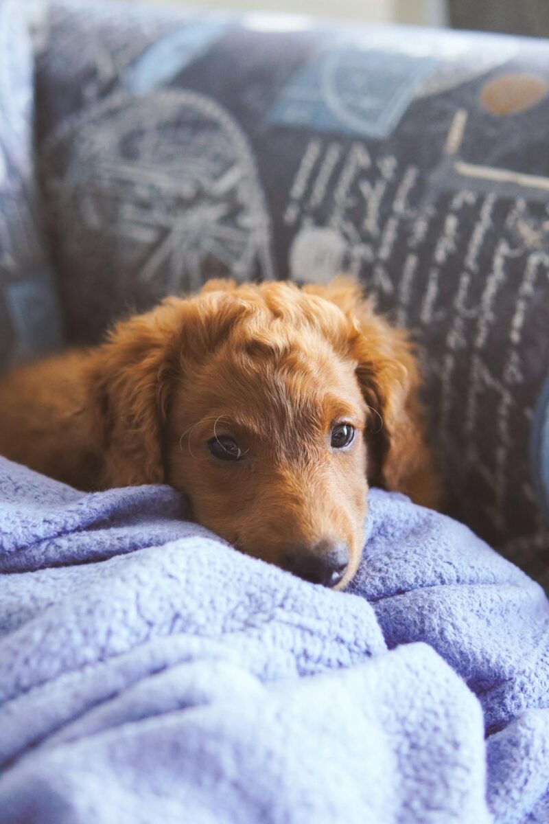 tired puppy lying on the couch.