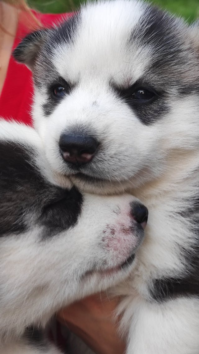 two Alaskan Malamut puppies.