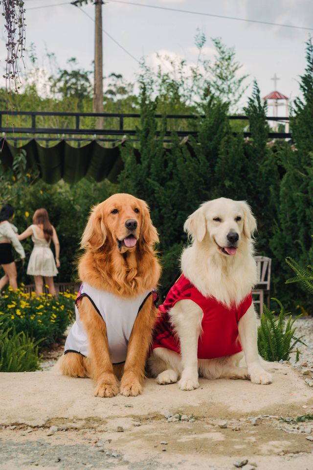 Two Golden Retrievers sit peacefully.