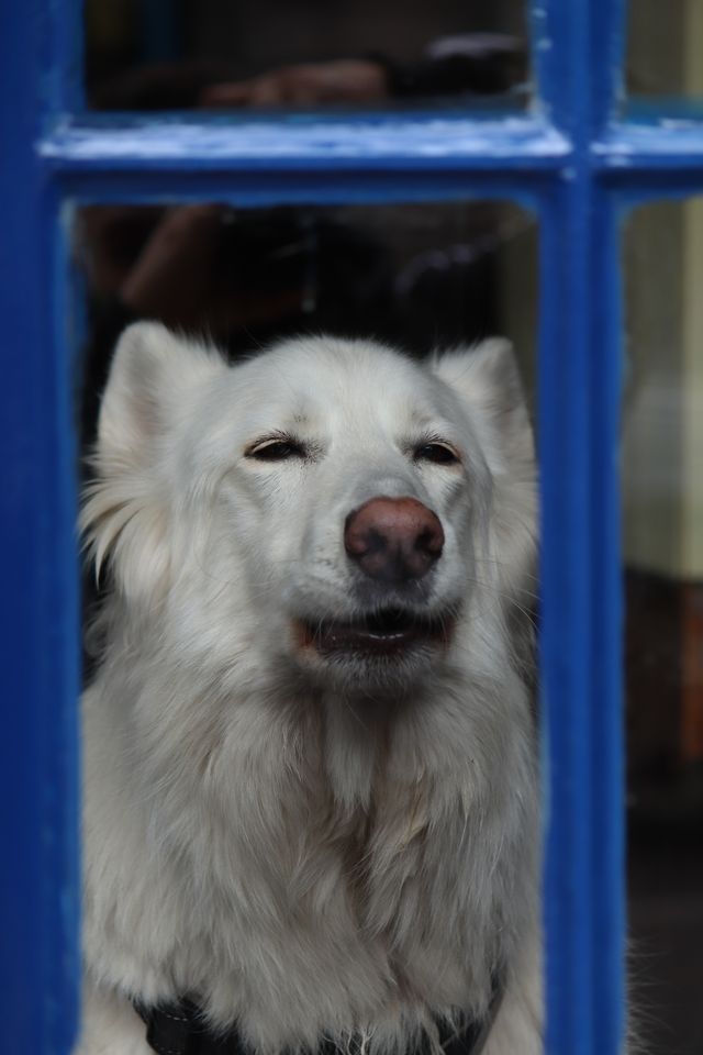 The white dog by the window is a little angry.