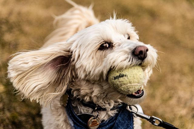 Grateful white dog and ball after adoption at home.