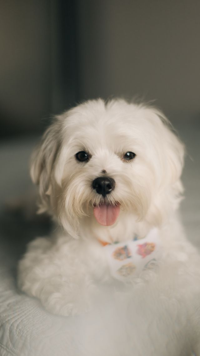 the white dog is happy on the laundry
