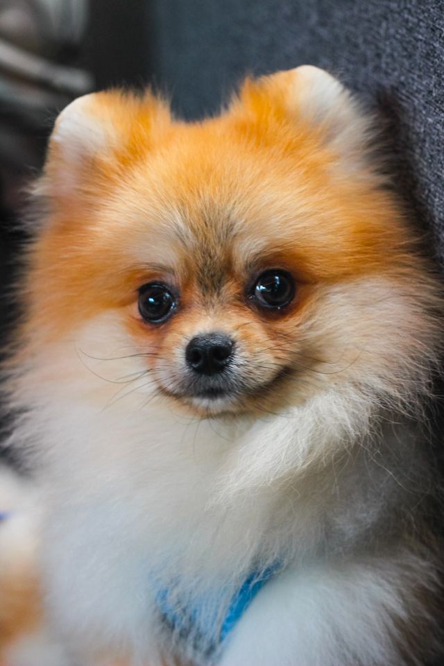 An attentive little dog sympathizes with its ower.