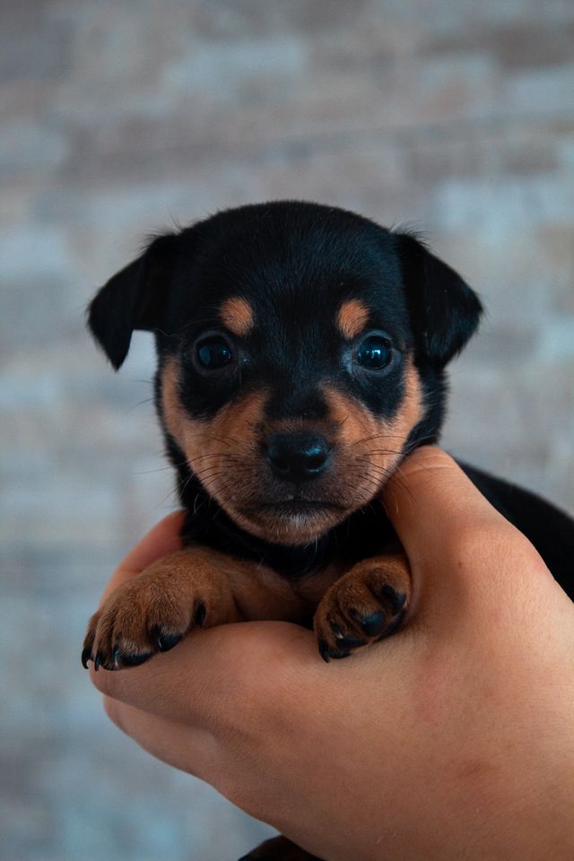 Black puppy in the palm of his human´s hand.