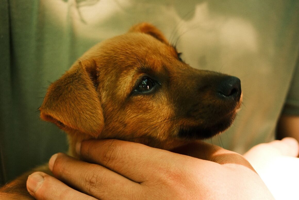 Your Complete First Week Puppy Training Plan: Build Trust From Day One