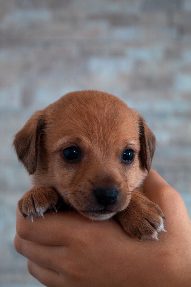 Brown puppy in the palm of this human´s hand.