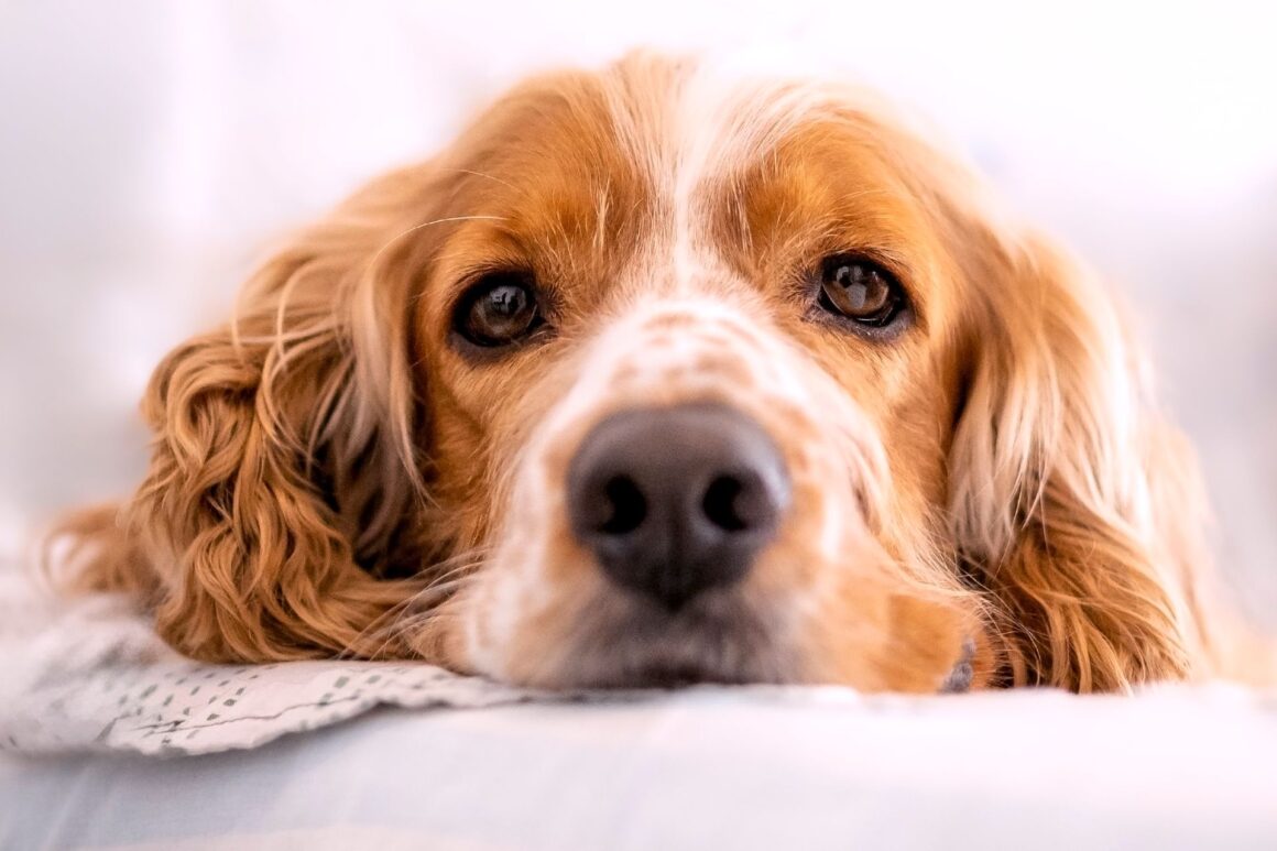 Does Your Dog Know When You’re Sad?