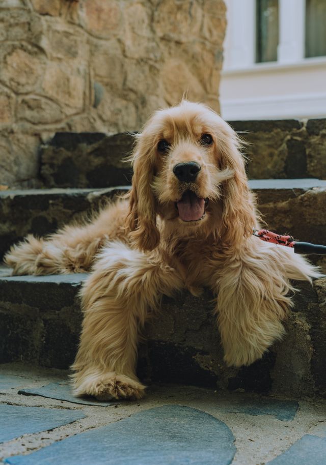 A calm dog in a person´s life is a benefit.