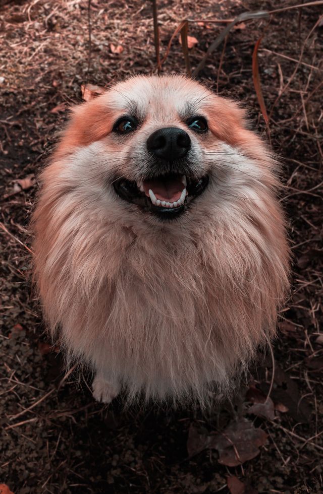 Happy laghing dog wants to comfort sad owner.