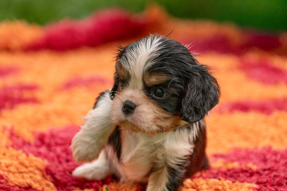 How to Take Care of a Puppy: A Complete Guide for First-Time Dog Owners