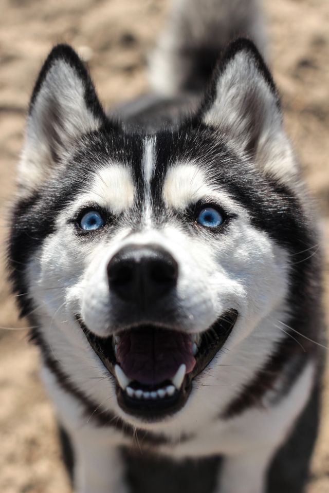 The Siberian Husky smiles and has no reason to howl.