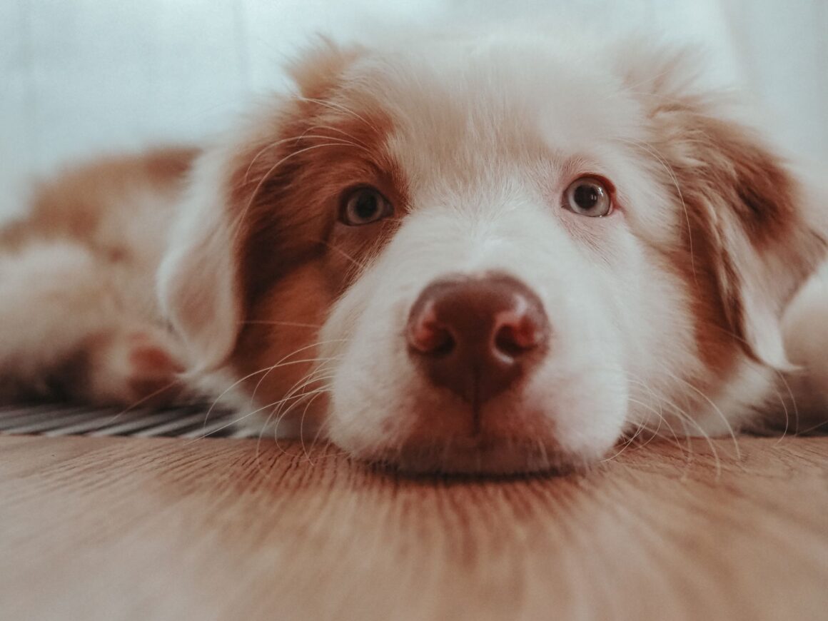 What Your Dog Notices About You Every Single Day