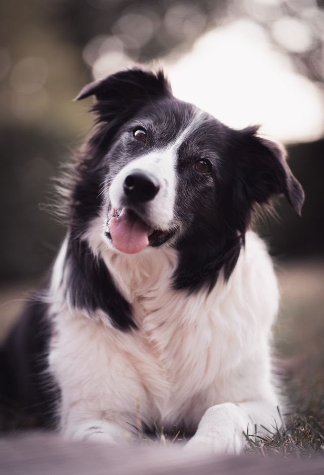 A black and white collie looks at its owner with affection.