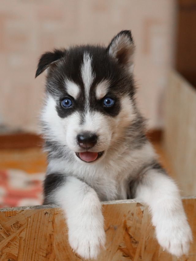 Blue-eyed Siberian Husky .