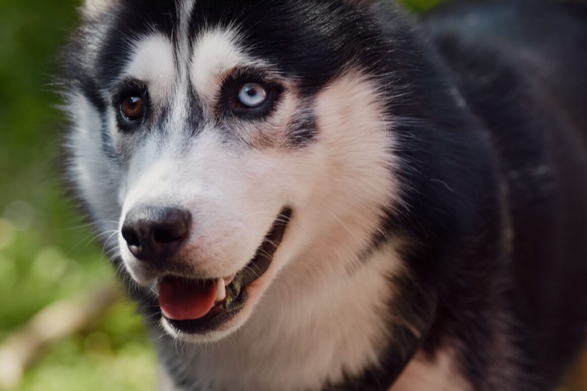 Why Do Dogs Howl? 7 Hidden Reasons Behind This Ancient Behavior